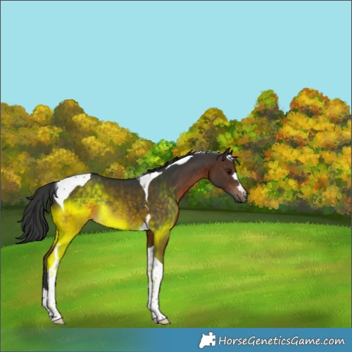 Horse Color:Brown Tobiano Rabicano 