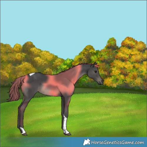 Horse Color:Black Tobiano Rabicano 