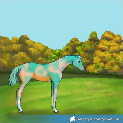 Horse Color:Gray Watercolor Black Tobiano Rabicano 