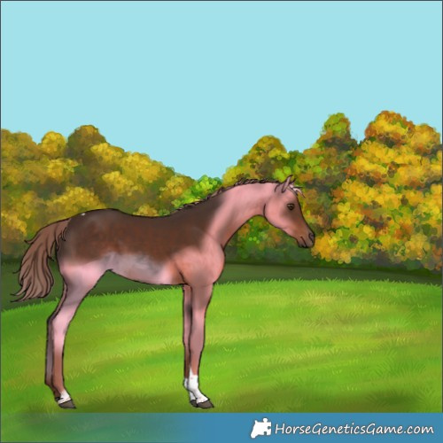 Horse Color:Liver Chestnut Tobiano Rabicano 