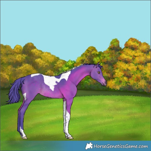 Horse Color:Watercolor Brown Tobiano Rabicano 