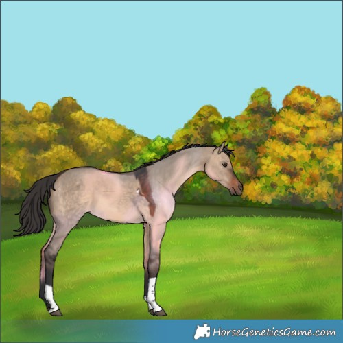 Horse Color:Brown Dun Tobiano Rabicano 