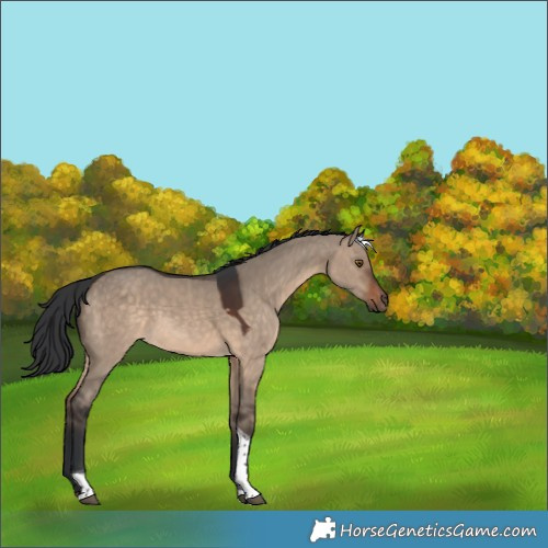 Horse Color:Brown Dun Tobiano Rabicano 