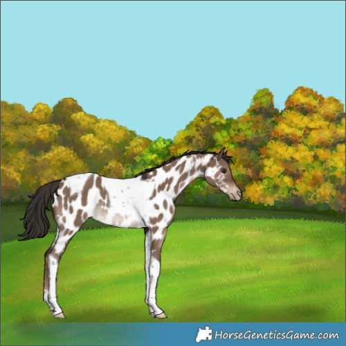 Horse Color:Liver Red Dun Tobiano Appaloosa Rabicano 