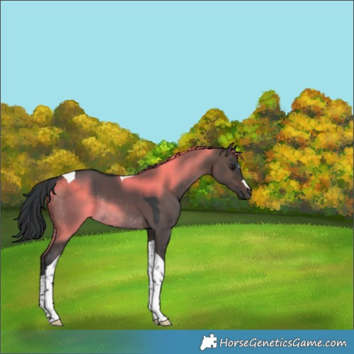 Horse Color:Brown Dun Tobiano Rabicano 