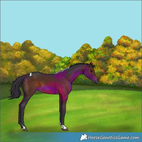 Horse Color:Brown Tobiano Rabicano 