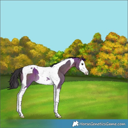 Horse Color:Brown Dun Splash Tobiano Rabicano 