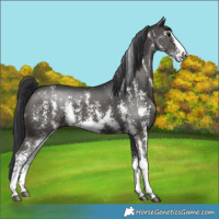 Horse Color:Black Sabino 