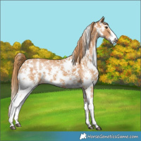 Horse Color:Chestnut Sabino 