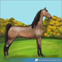 Horse Color:Gray Bay Dun 