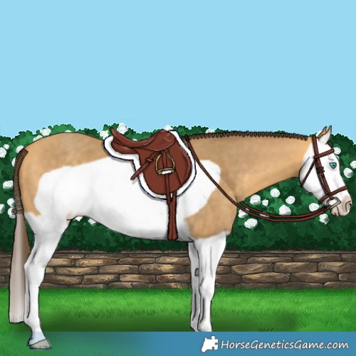 Horse Color:Amber Cream Champagne Splash Frame 