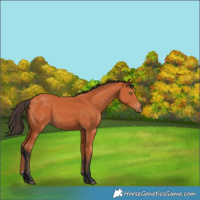 Horse Color:Bay 