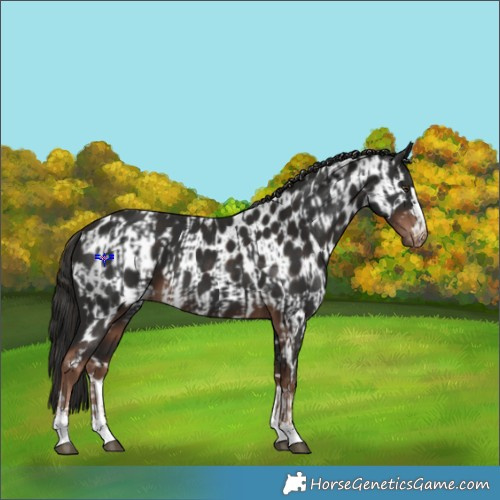 Horse Color:Liver Chestnut  and Liver Chestnut Appaloosa 