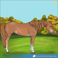 Horse Color:Chestnut Tobiano