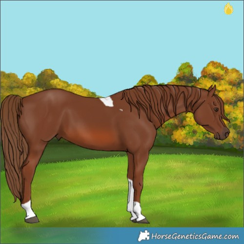 Horse Color:Chestnut Tobiano 