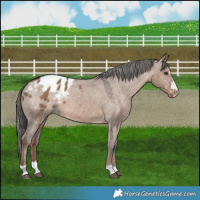 Horse Color:Liver Red Dun Appaloosa 