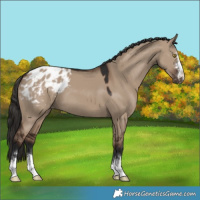 Horse Color:Liver Red Dun Appaloosa 