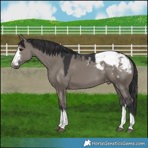 Horse Color:Grullo Appaloosa 
