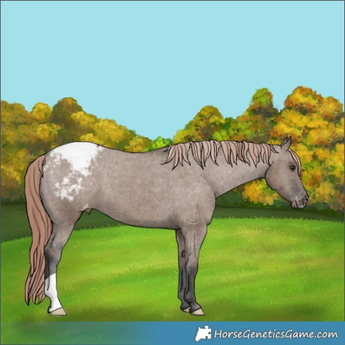 Horse Color:Liver Red Dun Appaloosa Brindle