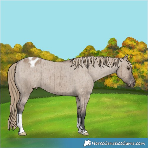Horse Color:Liver Red Dun Appaloosa Brindle 
