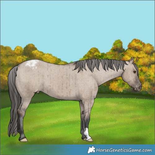 Horse Color:Liver Red Dun Appaloosa Brindle 