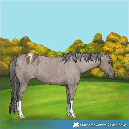 Horse Color:Liver Red Dun Appaloosa Brindle 