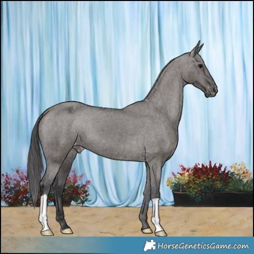 Horse Color:Grullo Appaloosa Brindle