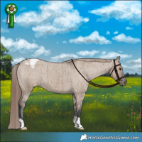 Horse Color:Liver Red Dun Appaloosa Brindle 