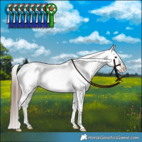 Horse Color:Liver Red Dun Appaloosa Brindle 