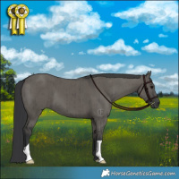 Horse Color:Grullo Brindle