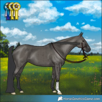 Horse Color:Grullo Brindle 