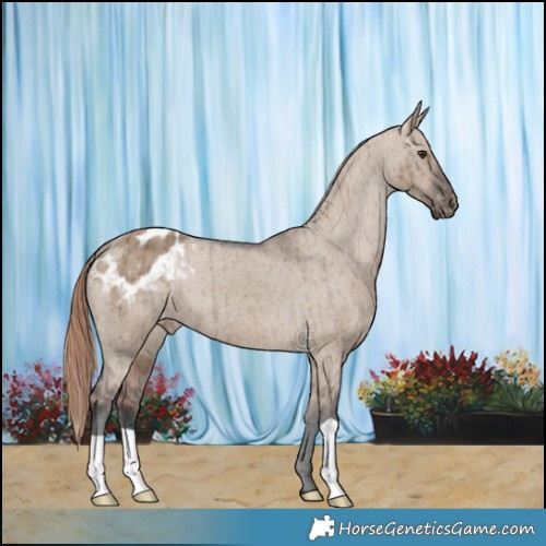 Horse Color:Liver Red Dun Appaloosa Brindle