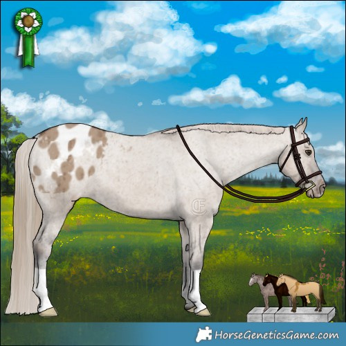 Horse Color:Liver Red Dun Appaloosa Brindle