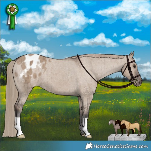 Horse Color:Liver Red Dun Appaloosa Brindle 