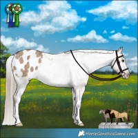 Horse Color:Liver Red Dun Appaloosa Brindle 
