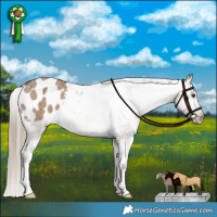 Horse Color:Liver Red Dun Appaloosa Brindle