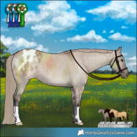 Horse Color:Liver Red Dun Varnish Brindle