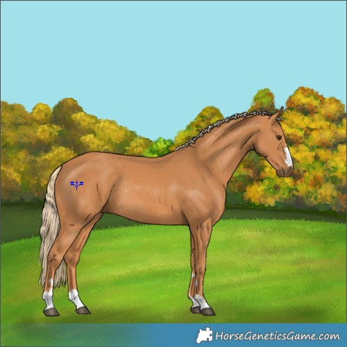 Horse Color:Chestnut Rabicano 