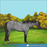Horse Color:Smoky Blue Roan  and Smoky Blue Roan 