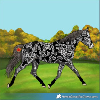 Horse Color:Smoky Black Near Leopard 
