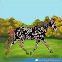 Horse Color:Chestnut Near Leopard 
