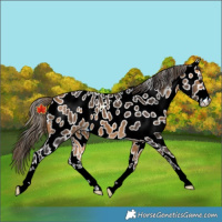 Horse Color:Buckskin Near Leopard 