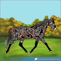 Horse Color:Brown Splash Appaloosa 