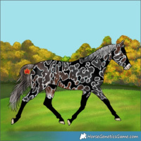 Horse Color:Brown Splash Near Leopard 