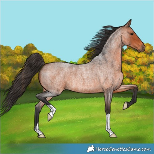 Horse Color:Bay Roan 