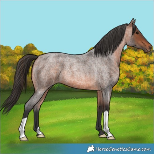Horse Color:Bay Roan 