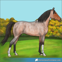 Horse Color:Bay Roan