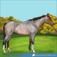 Horse Color:Bay Roan