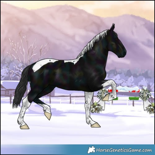 Horse Color:Midnight Black Tobiano