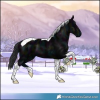 Horse Color:Midnight Black Tobiano 
